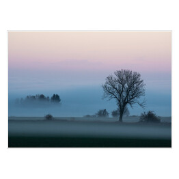 Plakat Krajobraz z gęstą mgłą o poranku