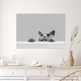 Plakat Mały szary kot na popielatym tle