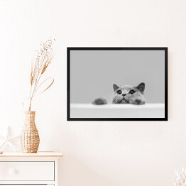Obraz w ramie Mały szary kot na popielatym tle