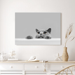 Obraz na płótnie Mały szary kot na popielatym tle