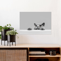 Plakat samoprzylepny Mały szary kot na popielatym tle