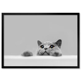 Plakat w ramie Mały szary kot na popielatym tle