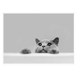 Plakat Mały szary kot na popielatym tle