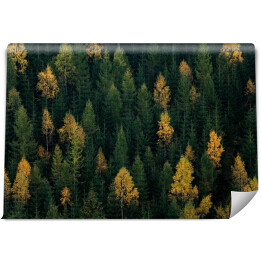 Fototapeta winylowa zmywalna Jesienna scena leśna. Zielone i żółte drzewa kontrastujące na zboczu wzgórza.