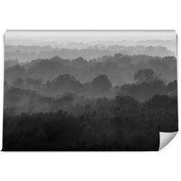 Fototapeta winylowa zmywalna Bezkresny las we mgle