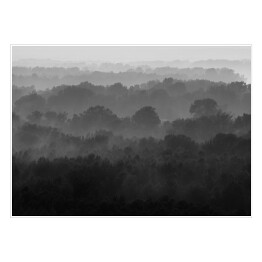 Plakat samoprzylepny Bezkresny las we mgle