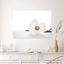 Plakat Białe magnolie