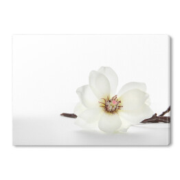 Obraz na płótnie Białe magnolie