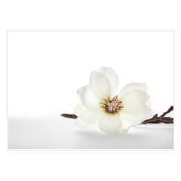 Plakat Białe magnolie