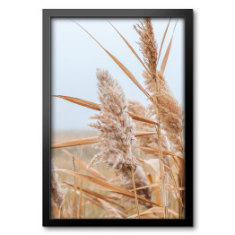 Obraz w ramie Suche trawy pampasowe w jesienny słoneczny dzień
