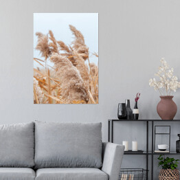 Plakat samoprzylepny Puszysta trawa pampasowa wśród suchych traw w słoneczny dzień