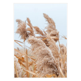 Plakat samoprzylepny Puszysta trawa pampasowa wśród suchych traw w słoneczny dzień