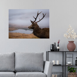 Plakat Szkocki jeleń na tle jeziora we mgle