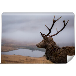Fototapeta Szkocki jeleń na tle jeziora we mgle