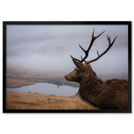 Szkocki jeleń na tle jeziora we mgle