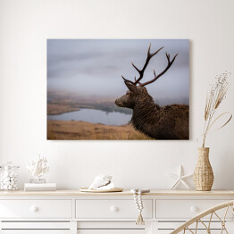 Obraz na płótnie Szkocki jeleń na tle jeziora we mgle
