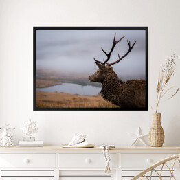 Obraz w ramie Szkocki jeleń na tle jeziora we mgle