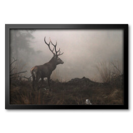 Obraz w ramie Jeleń we mgle na polanie w lesie 