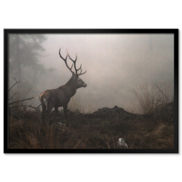 Plakat w ramie Jeleń we mgle na polanie w lesie 