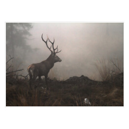 Jeleń we mgle na polanie w lesie 