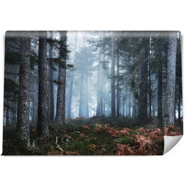 Fototapeta Ciemny tajemniczy las sosnowy we mgle z dywanem mchu i paproci. Francuska Alzacja, góry Vosges