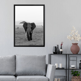Obraz w ramie Słoń w wersji czarno-białej