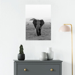Plakat Słoń w wersji czarno-białej