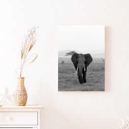 Obraz na płótnie Słoń w wersji czarno-białej