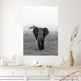Plakat Słoń w wersji czarno-białej