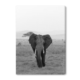 Obraz na płótnie Słoń w wersji czarno-białej