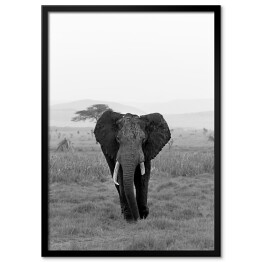 Plakat w ramie Słoń w wersji czarno-białej