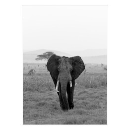 Plakat samoprzylepny Słoń w wersji czarno-białej