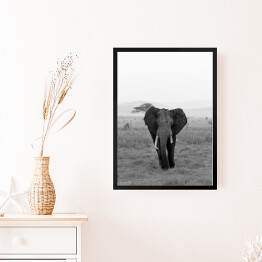 Obraz w ramie Słoń w wersji czarno-białej