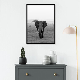 Plakat w ramie Słoń w wersji czarno-białej