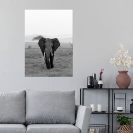 Plakat samoprzylepny Słoń w wersji czarno-białej