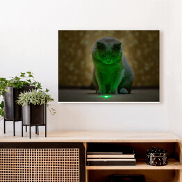 Brytyjski krótkowłosy kot oświetlony neonowym światłem