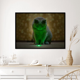Plakat w ramie Brytyjski krótkowłosy kot oświetlony neonowym światłem