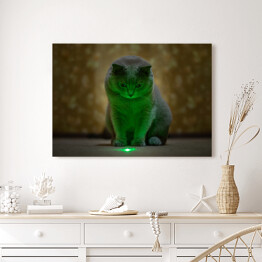 Obraz na płótnie Brytyjski krótkowłosy kot oświetlony neonowym światłem