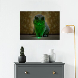 Plakat samoprzylepny Brytyjski krótkowłosy kot oświetlony neonowym światłem