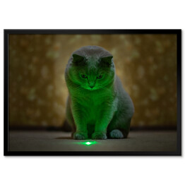 Plakat w ramie Brytyjski krótkowłosy kot oświetlony neonowym światłem
