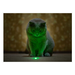 Plakat Brytyjski krótkowłosy kot oświetlony neonowym światłem