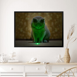 Obraz w ramie Brytyjski krótkowłosy kot oświetlony neonowym światłem