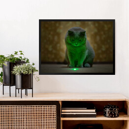 Obraz w ramie Brytyjski krótkowłosy kot oświetlony neonowym światłem