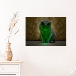 Plakat Brytyjski krótkowłosy kot oświetlony neonowym światłem