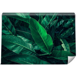Fototapeta winylowa zmywalna Tropikalne ciemne liście z kroplami deszczu