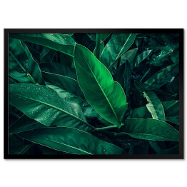 Obraz klasyczny Tropikalne ciemne liście z kroplami deszczu
