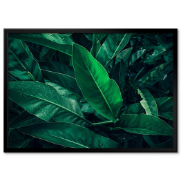 Plakat w ramie Tropikalne ciemne liście z kroplami deszczu
