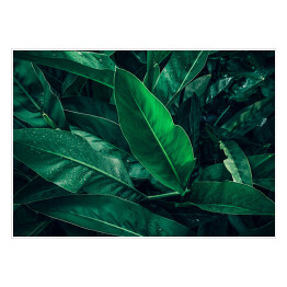 Plakat Tropikalne ciemne liście z kroplami deszczu