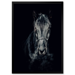 Plakat w ramie Czarno-białe zdjęcie konia