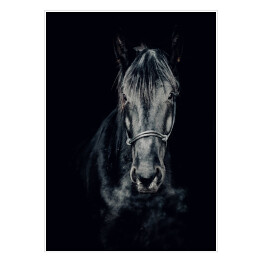 Czarno-białe zdjęcie konia